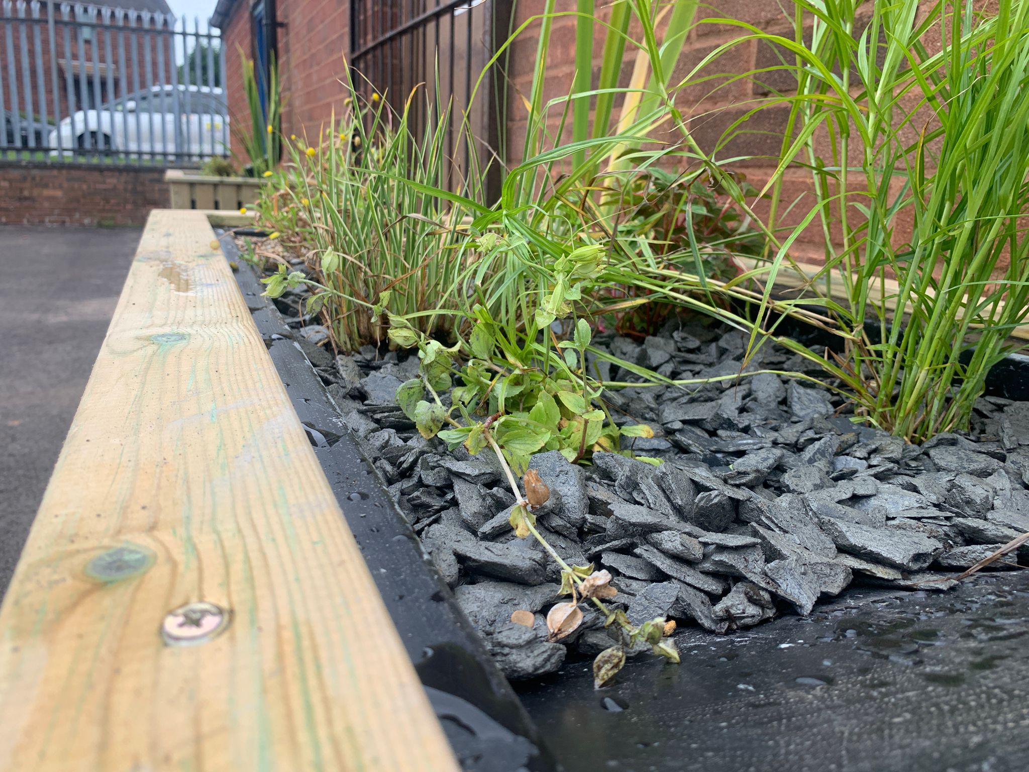 Closeup of planting