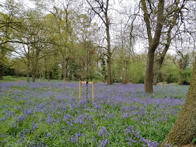 Image of bluebells in a wood