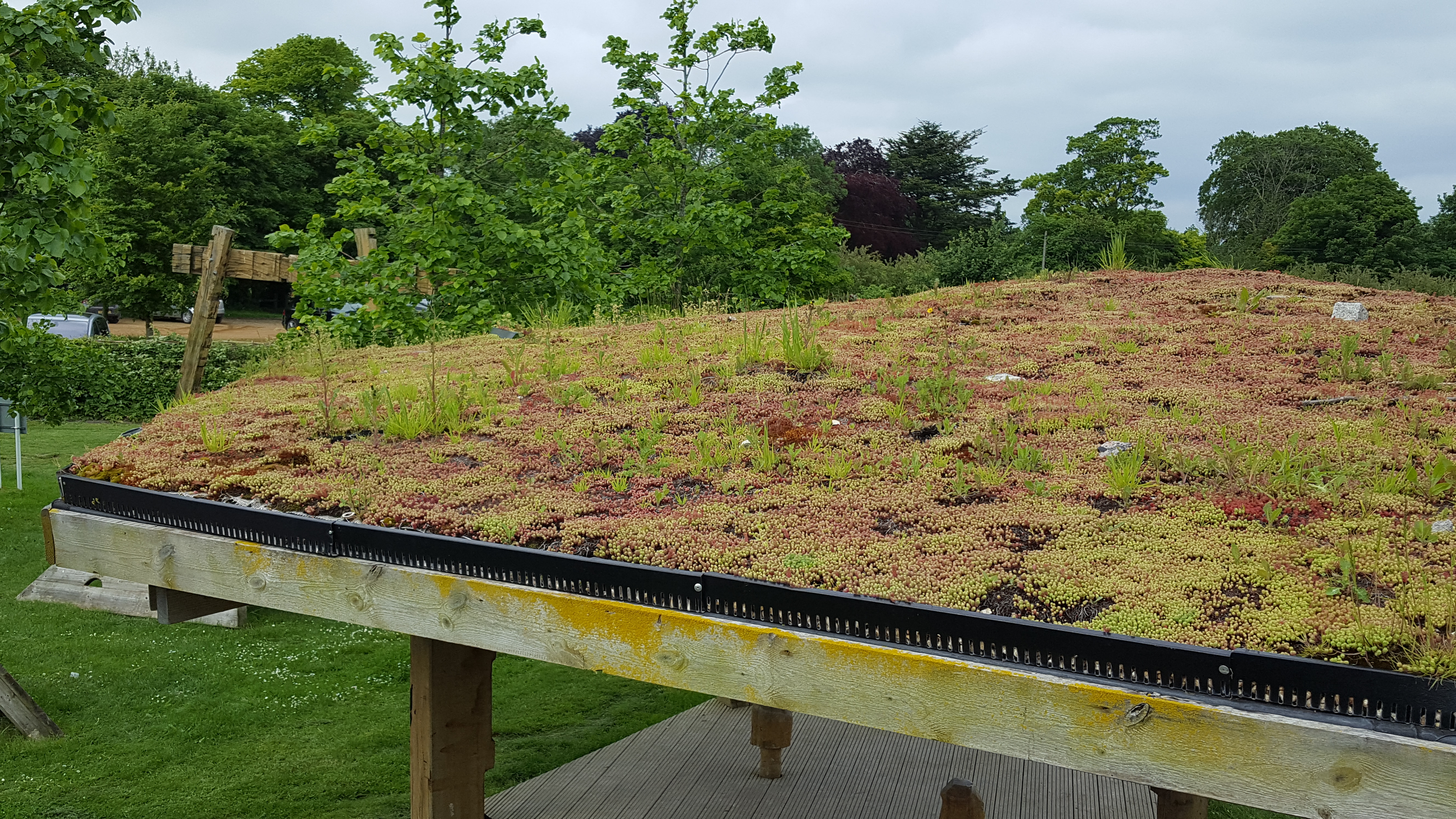green_roof_closeup